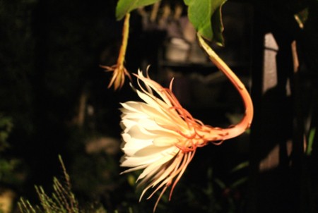 「月花美人」が開花。(28.9.14)(19:30)