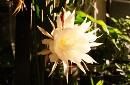 「月花美人」が開花。(28.9.14)(19:30)