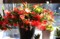 燃えるような「クリスマス・カクタス」の花。(28.11.26)
