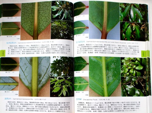「ユズリハ」、「エゾユズリハ」葉の比較。