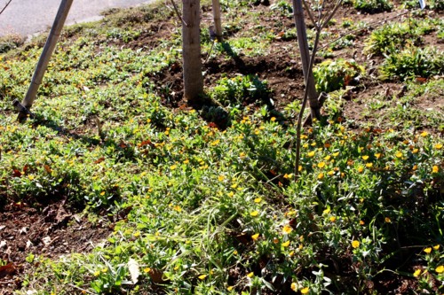 冬の日差しを浴びて、「フユシラズ（冬知らず）」の花が開く。(28.12.2)