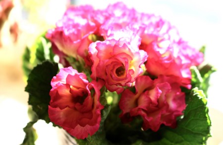 「バラ咲きプリムラ」の観察。(29.1.20)