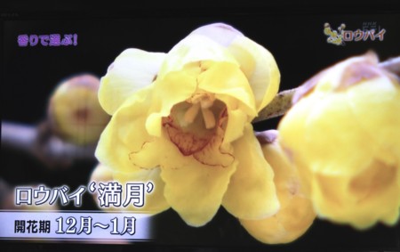 NHKテレビ、「満月ロウバイ」(29.1.22)