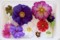 プリムラの花、いろいろ。(29.1.26)