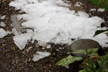 屋根から滑り落ちた「氷雪」。(29.1.30)