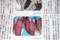 新聞連載小説・「愛なき世界」(29.1.31)