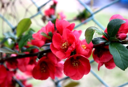 曇り空、目に染みる「ボケ（木瓜）」の花。(29.5.1)
