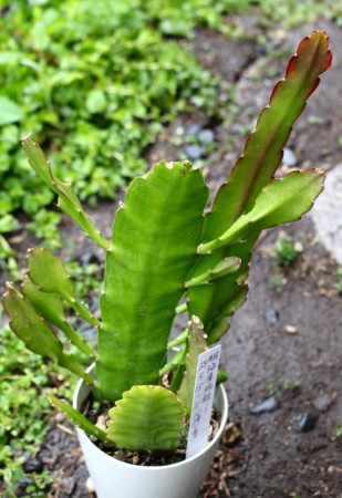 f:id:yatsugatake:20170513070628j:image