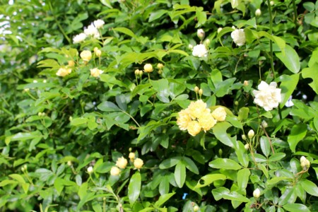 f:id:yatsugatake:20170519064927j:image