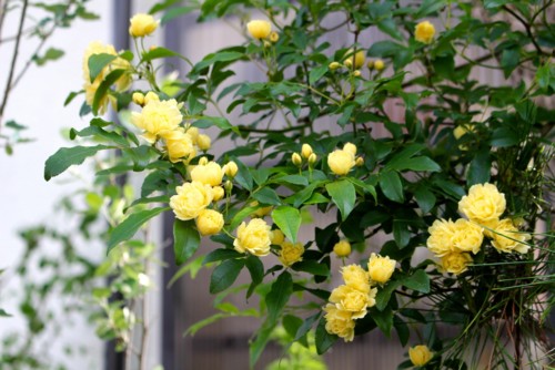 f:id:yatsugatake:20170519065040j:image