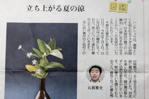読売新聞コラム・花の図鑑　「ハンゲショウ」(29.7.2)