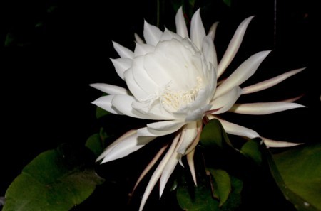開花した「ゲッカビジン（月下美人）」の花。(29.7.4)(20:51)
