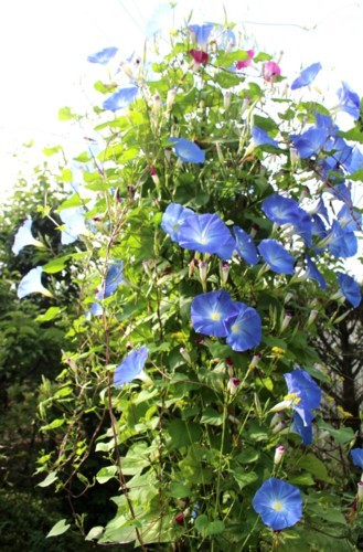青空に映える「ヘヴンリーブルー・西洋朝顔」の花。(29.7.29)