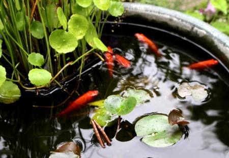 「金魚」も元気…。(29.8.1)