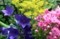 お墓参り、お供えする花。(29.8.1)