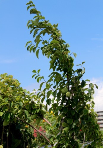 まだ未熟な「カリン（花梨）」の実。(29.8.3)