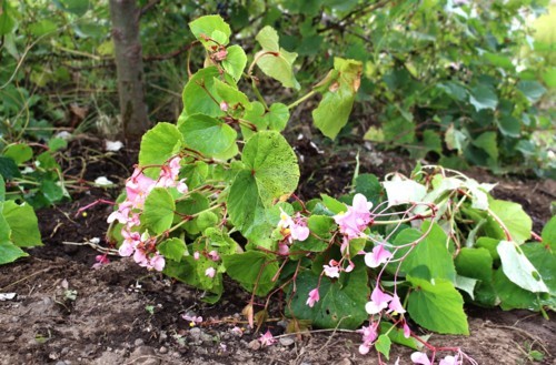 やまぶどう・サンカクヅル（三角蔓）」も熟して…。 - yatsugatakeのブログ