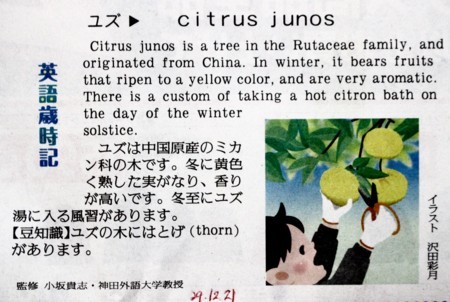 個別 英語歳時記は ユズ Citrus Junos の写真 画像 Yatsugatake S Fotolife