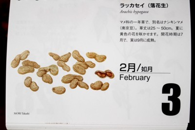 『北海道・花暦』、２月３日は「落花生」。(30.2.3)