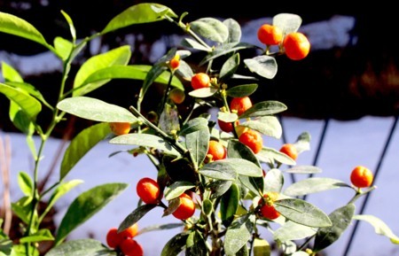 「ミカン（蜜柑）」科の植物も、日光浴。(30.2.12)