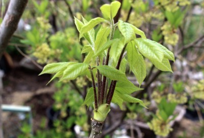 今が食べごろの「コシアブラ（漉油）」の芽。(30.4.24)