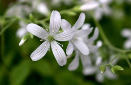 個別「暑さを和らげる「タガソデソウ（誰袖草）」の白い花。(30.5.16)」の写真、画像 yatsugatake's fotolife