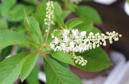 「リョウブ（令法）」の花が咲いて。(30,7,)