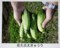 伝統野菜・「佐久古太（こだい）」胡瓜。(30.7.109