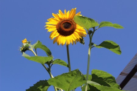 高く伸びて、開花した「ヒマワリ（向日葵）」の花。(30.7.11)