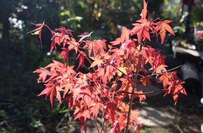 「カエデ」の紅葉が真っ盛り。((30.11.2)