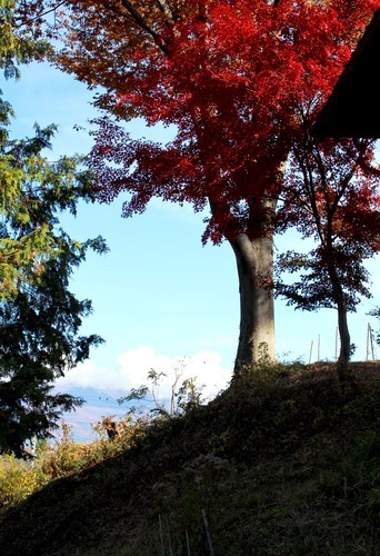 丘の上に立つ、紅葉の「イロハモミジ」。(30.11.5)