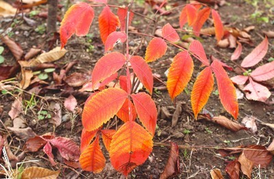 紅葉の代表種、「ヌルデ（白膠木）」の幼木。(30.11.9)