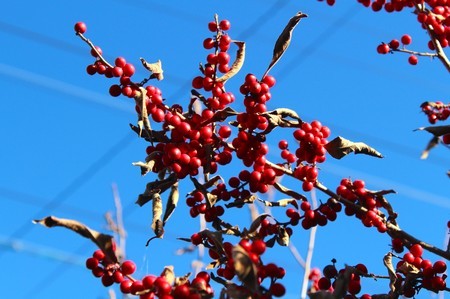 f:id:yatsugatake:20181115145432j:image