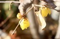 「臘月」に咲き始めた「ロウバイ（臘梅・臘梅）」の花。(31.1.16)