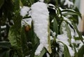 「アオキ（青木）」の葉に、淡雪の「綿帽子」。