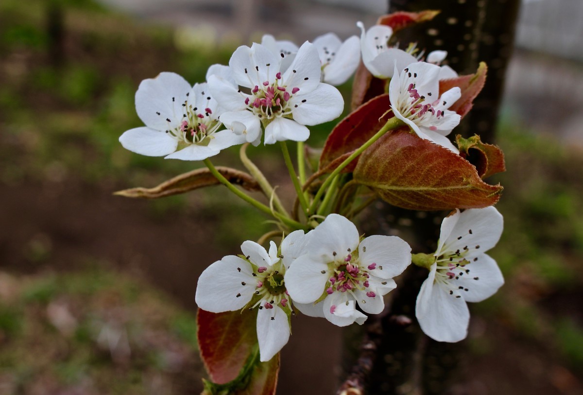 f:id:yatsugatake:20190430115752j:plain f:id:yatsugatake:20190430115752j:plain