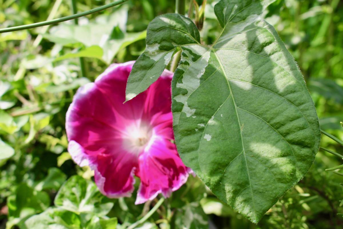 f:id:yatsugatake:20190717083851j:plain f:id:yatsugatake:20190717083851j:plain