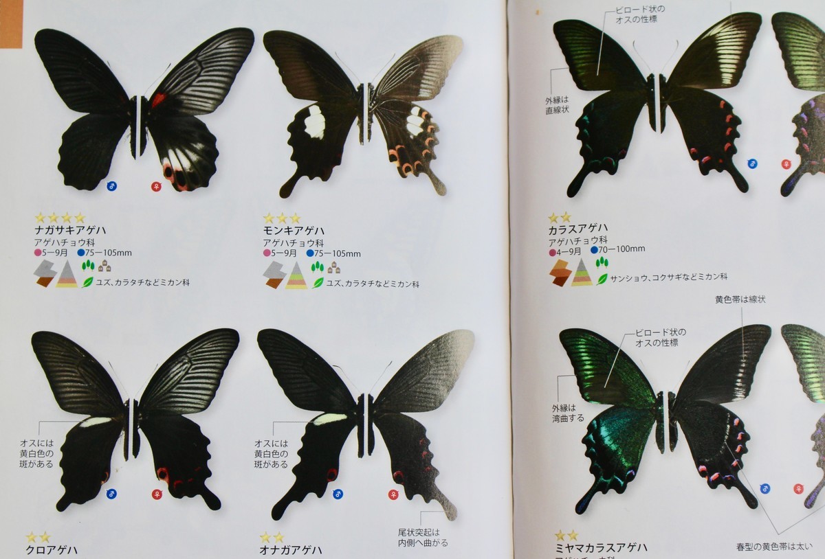 f:id:yatsugatake:20190717101503j:plain f:id:yatsugatake:20190717101503j:plain