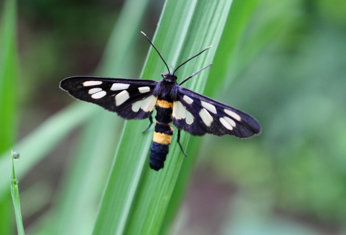 佐久の季節便り 大暑 に入り カノコガ 鹿の子蛾 が活発に Yatsugatakeのブログ 佐久の季節便り 大暑 に入り カノコガ 鹿の子蛾 が活発に Yatsugatakeのブログ