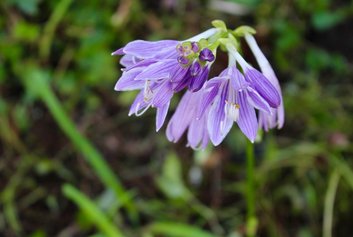 f:id:yatsugatake:20190807085056j:plain f:id:yatsugatake:20190807085056j:plain