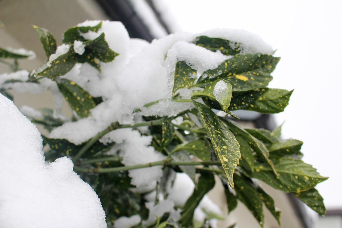 佐久の季節便り 牡丹雪 ぼたんゆき １０センチ超え 初雪かき作業 Yatsugatakeのブログ