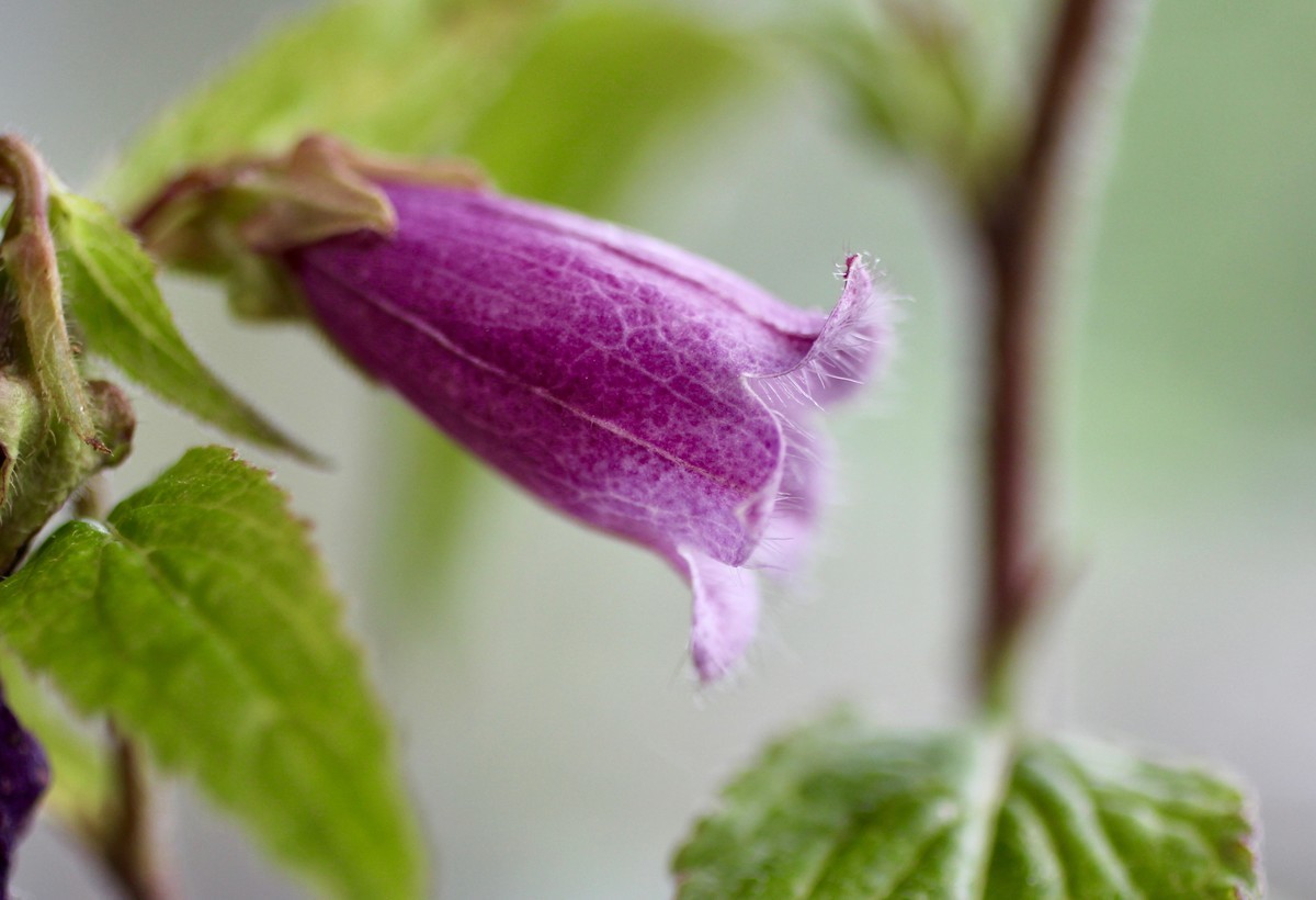 佐久の季節便り ホタルブクロ 蛍袋 雨降り花 巧みな雨の避け方 Yatsugatakeのブログ 佐久の季節便り ホタルブクロ 蛍袋 雨降り花 巧みな雨の避け方 Yatsugatakeのブログ