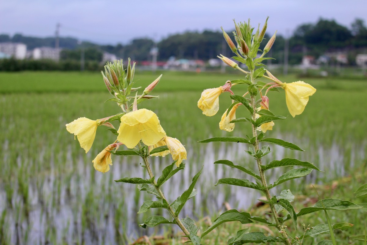 f:id:yatsugatake:20200622182456j:plain f:id:yatsugatake:20200622182456j:plain