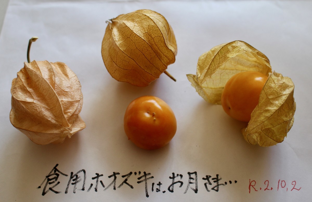 佐久の季節便り 食用ほおずき 実の色 形は お月さま に似て Yatsugatakeのブログ