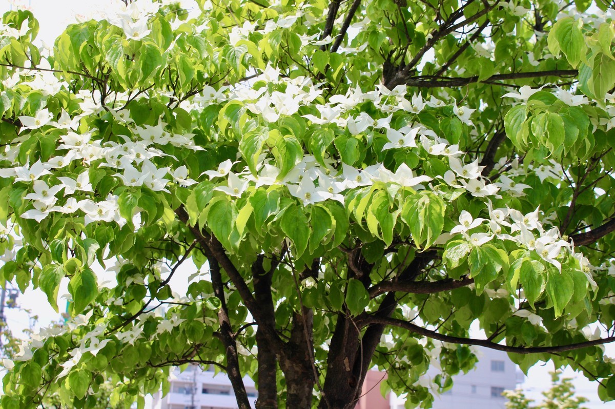 佐久の季節便り 街路樹の 山法師 やまぼうし の花は 白い蝶 Yatsugatakeのブログ