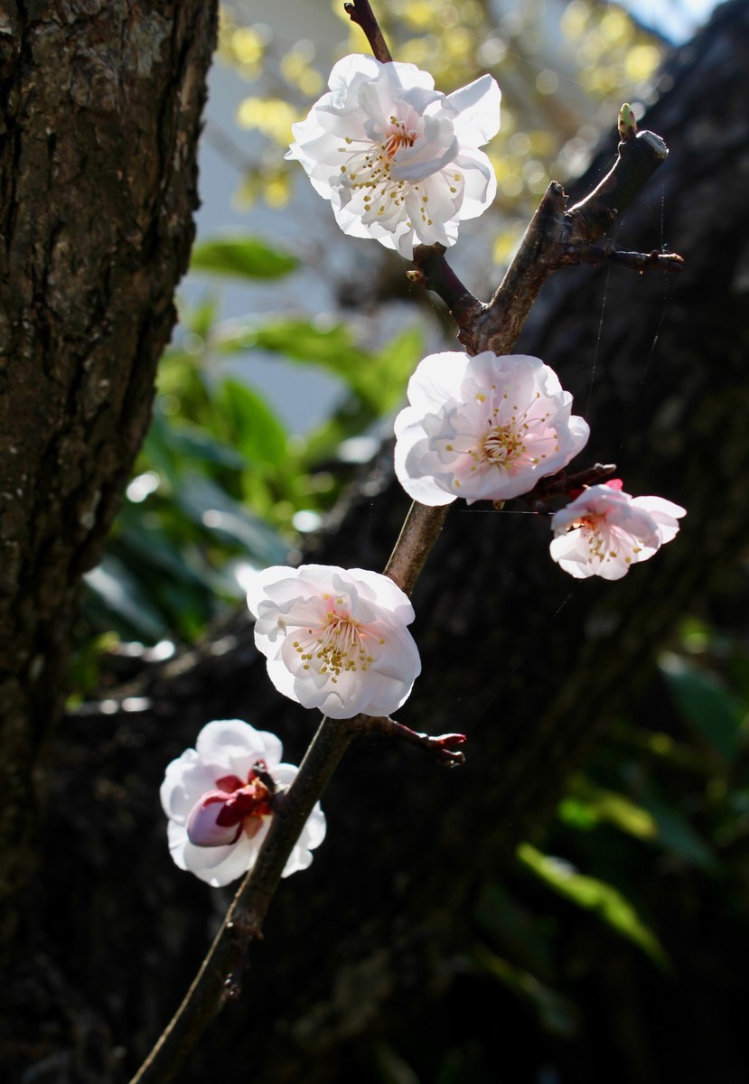 佐久の季節便り 早くも 夏日 杏 あんず の花に 蜜蜂 みつばち が訪れて Yatsugatakeのブログ 佐久の季節便り 早くも 夏日 杏 あんず の花に 蜜蜂 みつばち が訪れて Yatsugatakeのブログ