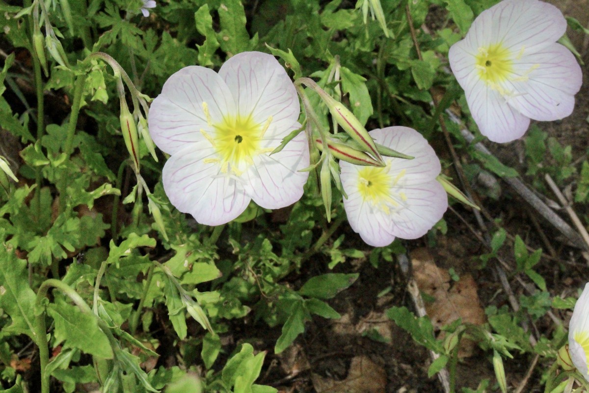 佐久の季節便り 野良で 可愛らしい 春紫苑 はるじおん の花 Yatsugatakeのブログ