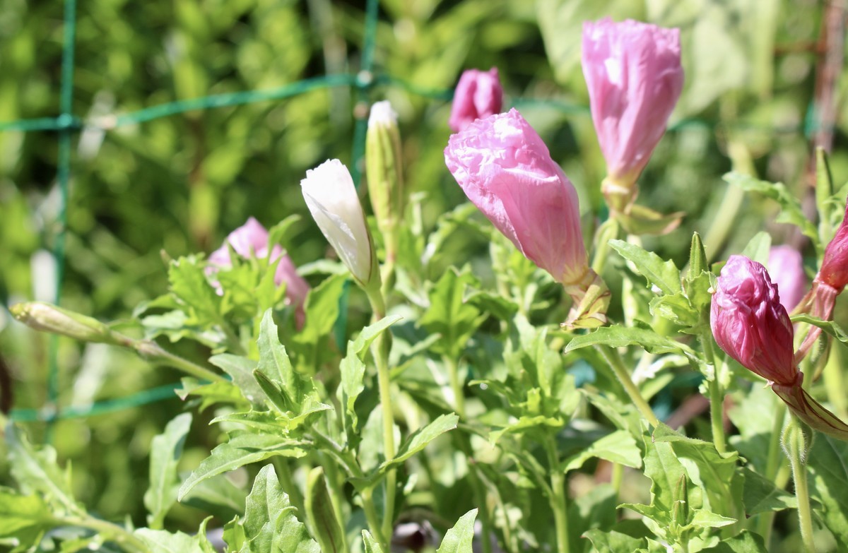 佐久の季節便り 田字草 でんじそう 浮草 うきくさ が ハス田の水面に Yatsugatakeのブログ