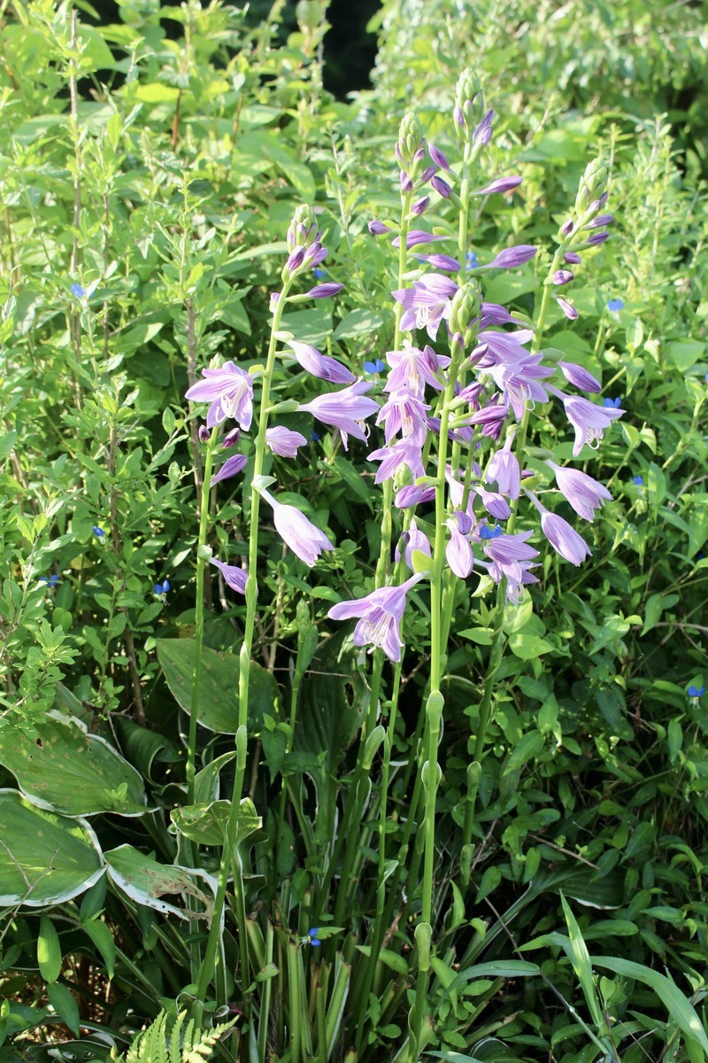 佐久の季節便り 銀盞花 ぎんせんか の葉は 西瓜 すいか の葉にそっくり Yatsugatakeのブログ
