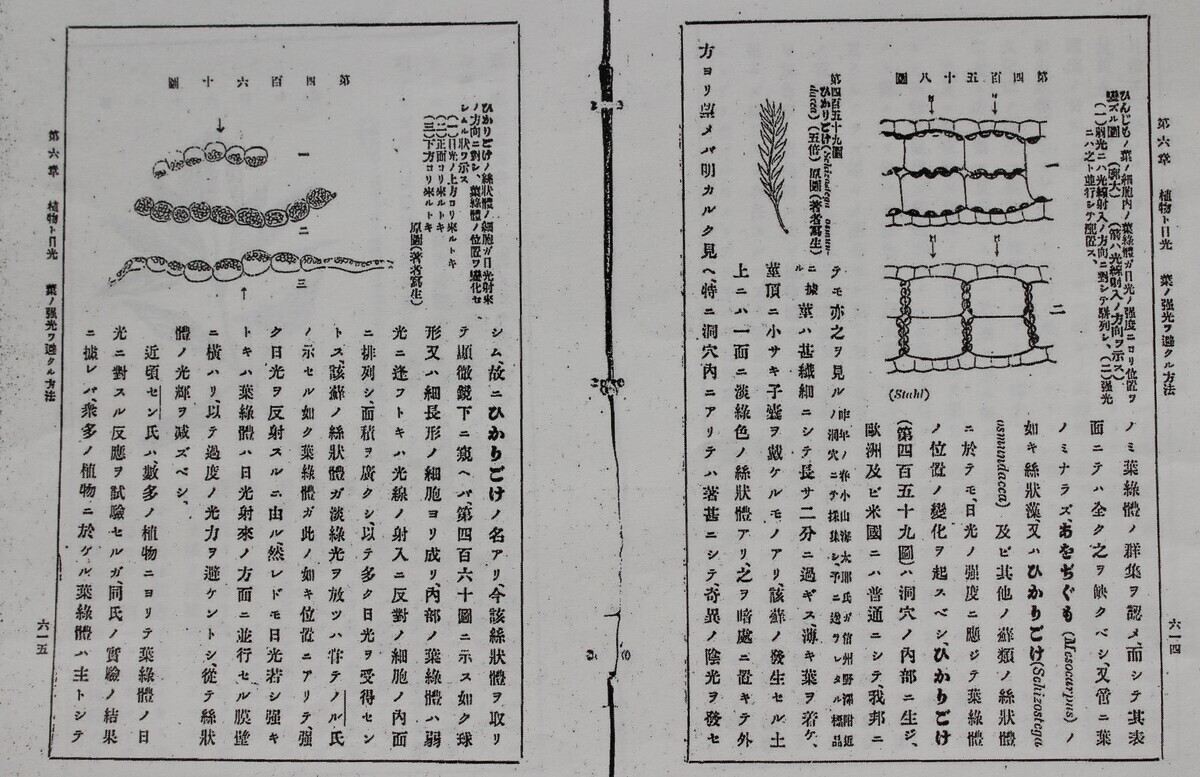 佐久の季節便り」、国の天然記念物・「岩村田ヒカリゴケ産地」が指定